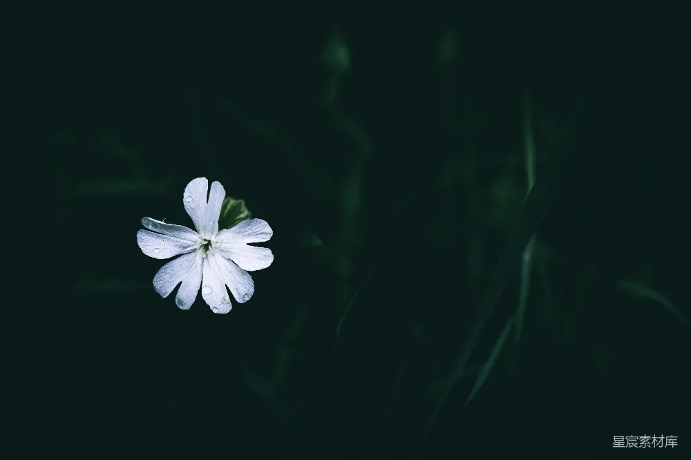 高清摄影 一株白色的花朵坐在田地中