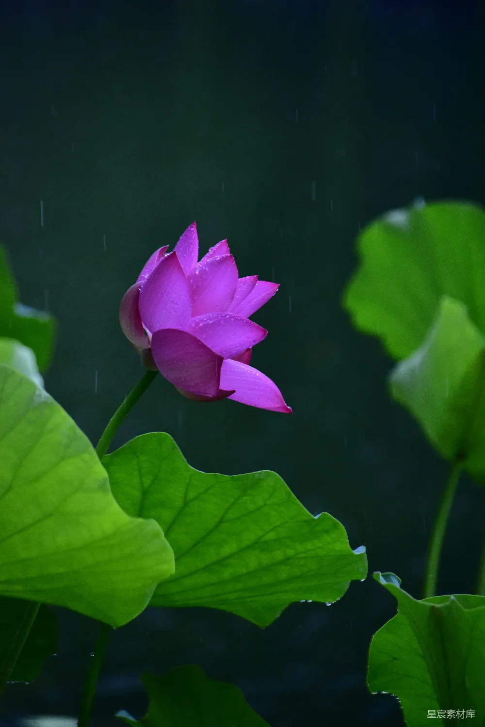 高清摄影 一株粉红的莲花在雨中盛开。