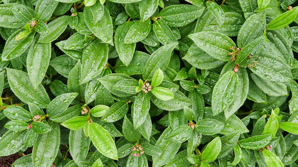 高清摄影 绿色叶片的植物