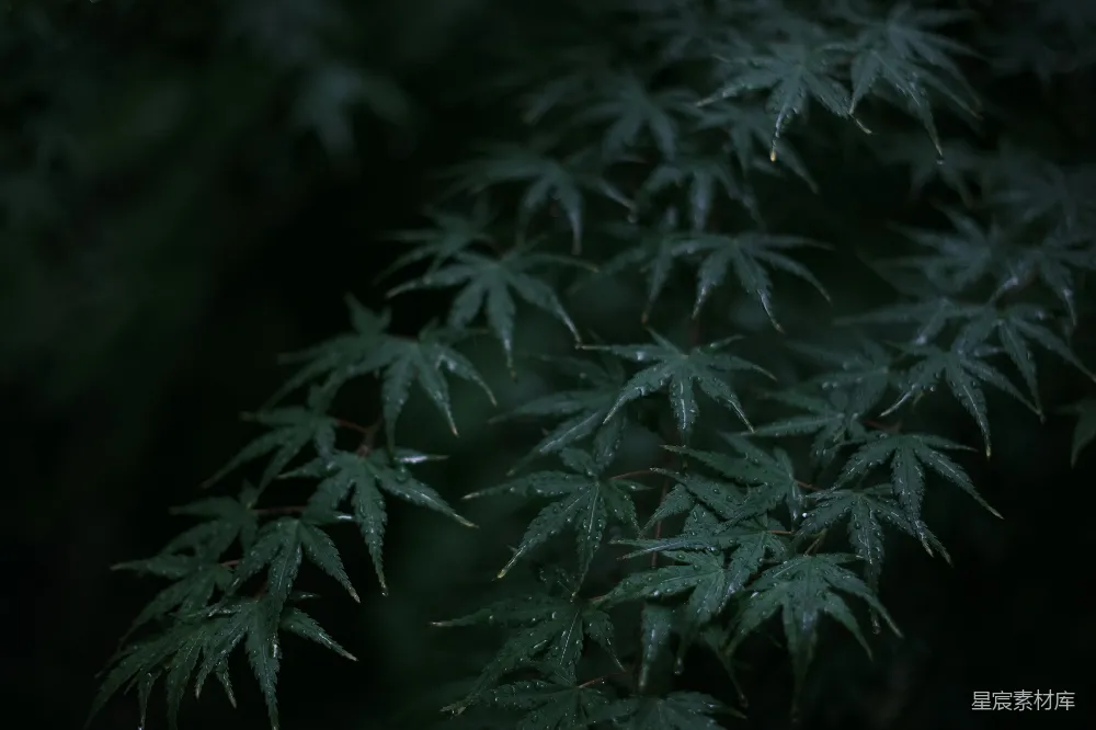 高清摄影 植物上的近景，可以看到有水珠。