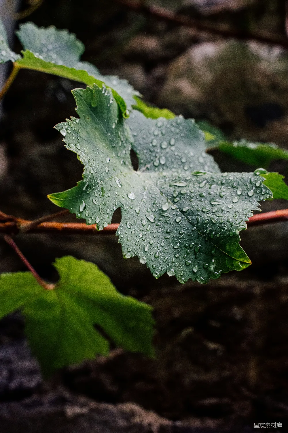 高清摄影 叶上挂着水珠