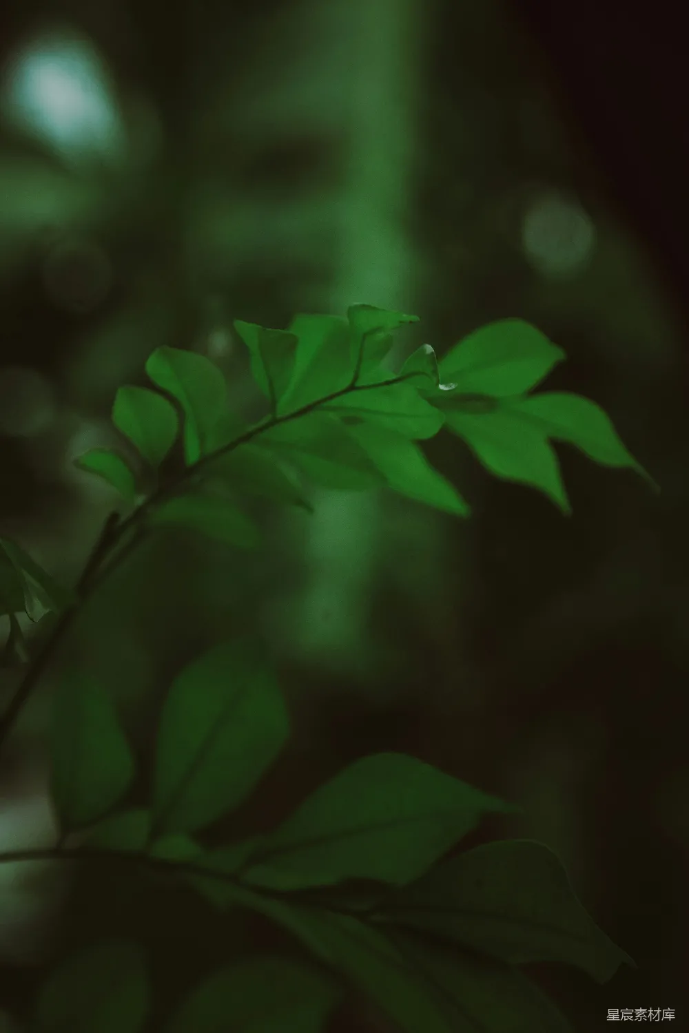 高清摄影 一株绿植的特写镜头，带有水滴