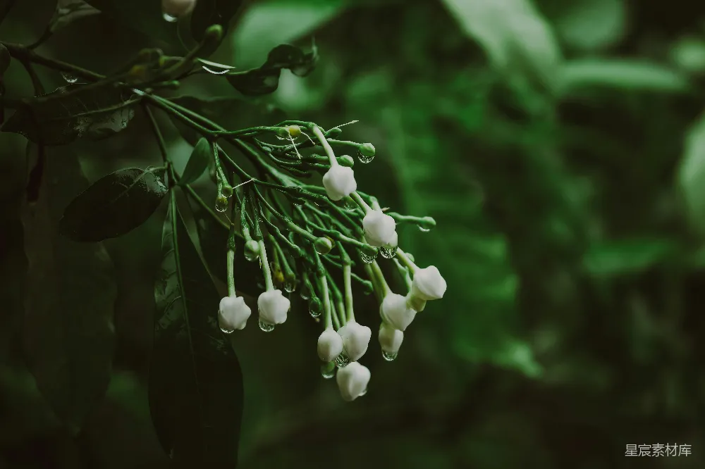 高清摄影 树上挂着一束束的白花