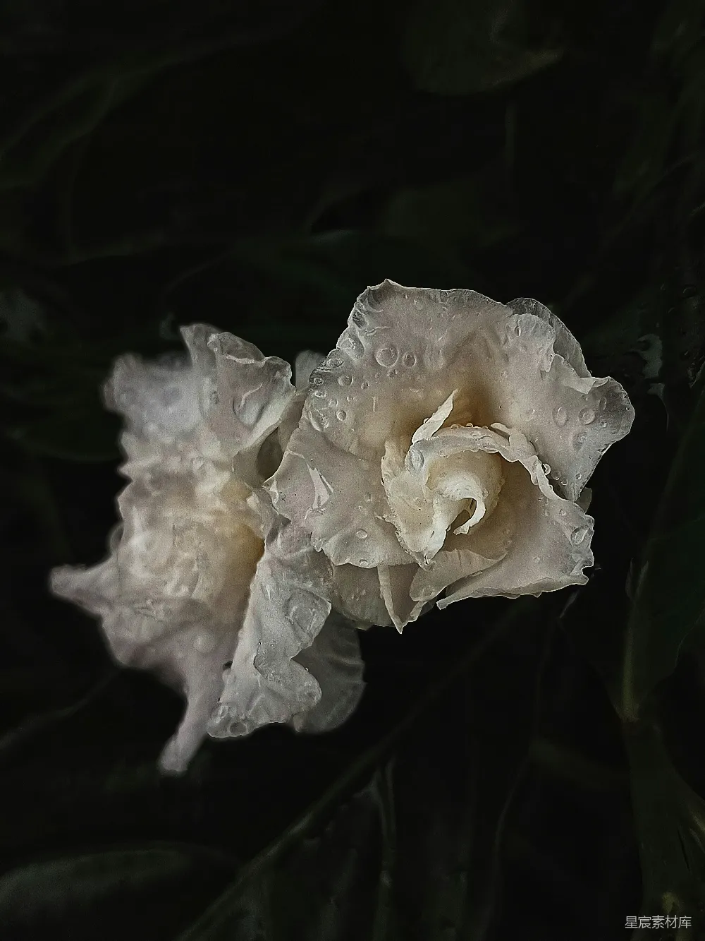 高清摄影 两朵带水珠的白色花朵