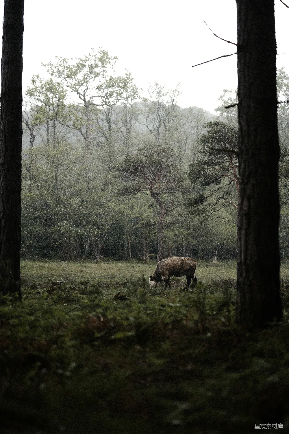 高清摄影 一头犀牛在被树木环绕的田野中 grazing。