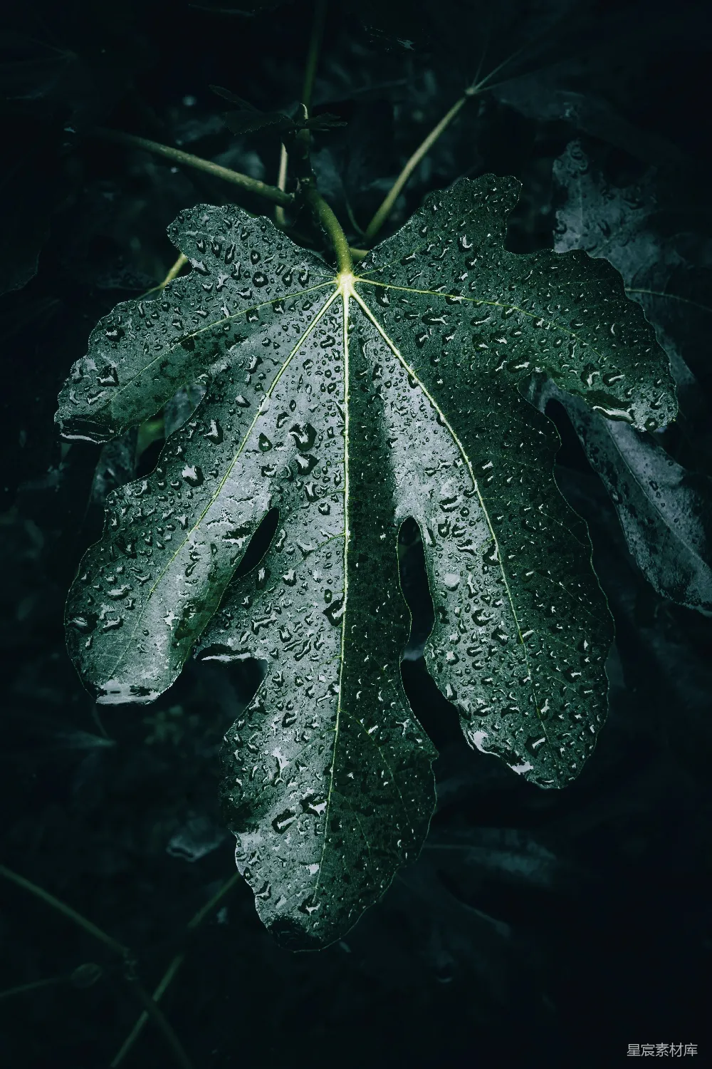 高清摄影 一片带着水珠的绿叶