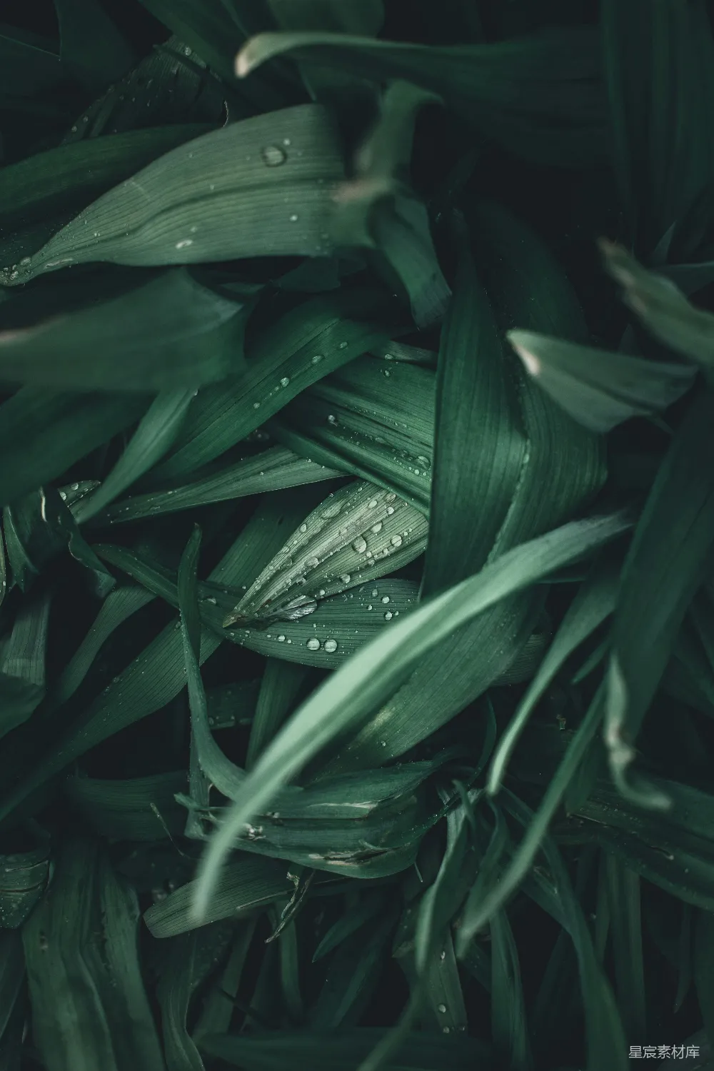 高清摄影 绿叶上的水珠