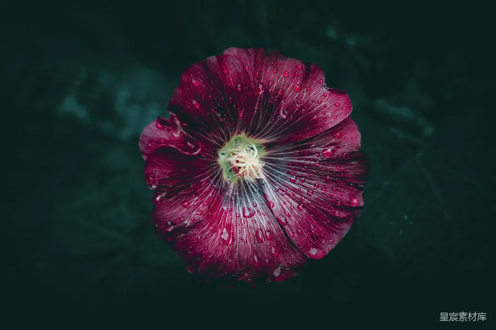 高清摄影 一朵带有水珠的红色花朵