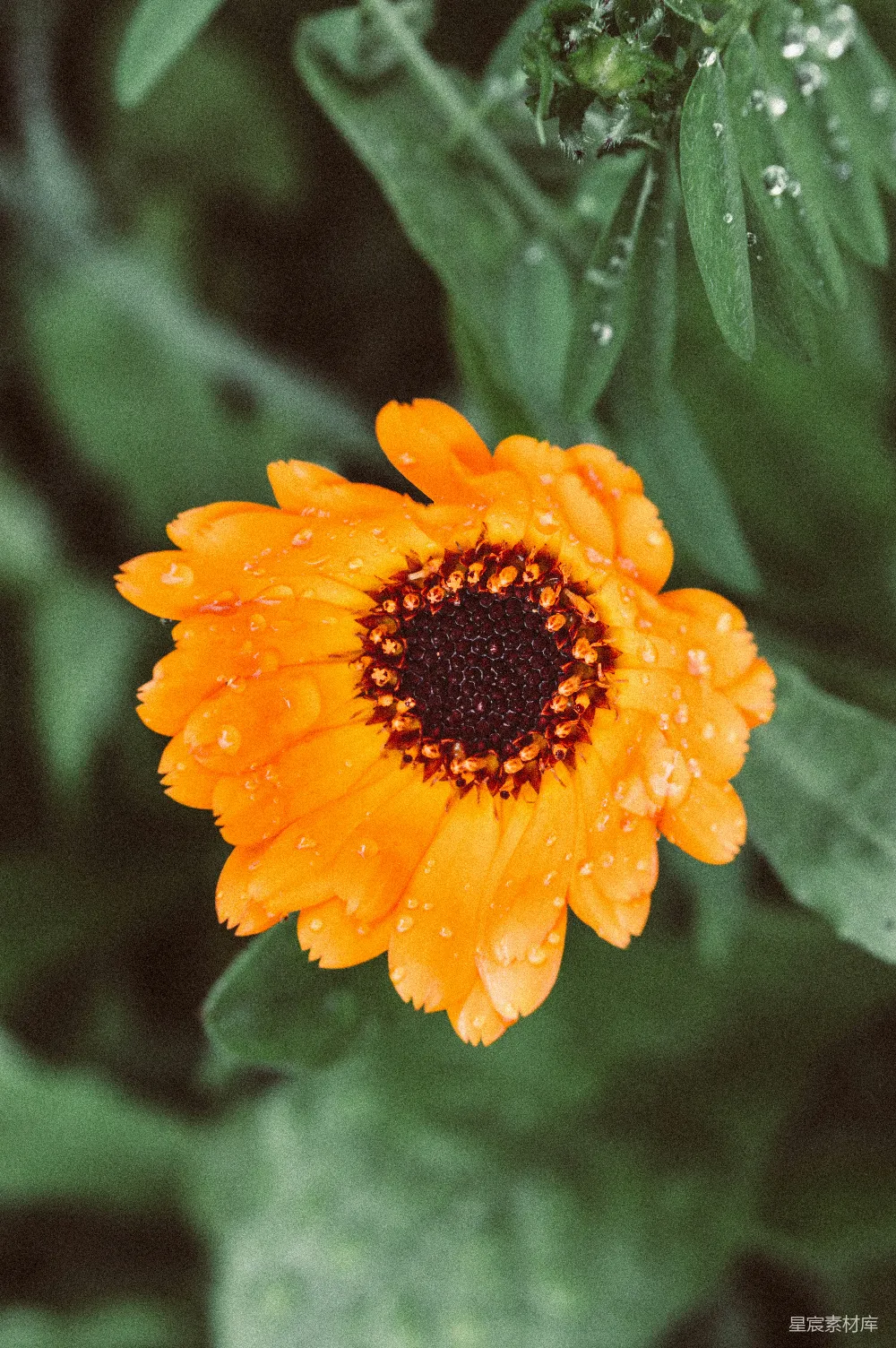 高清摄影 橙色花瓣的花卉近距离照片