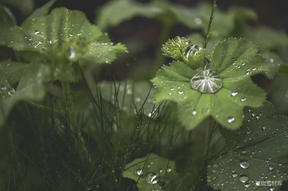 高清摄影 绿叶白花