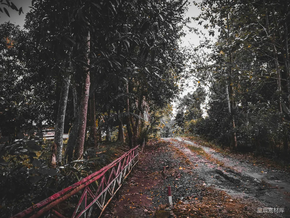 高清摄影 森林中一条土路