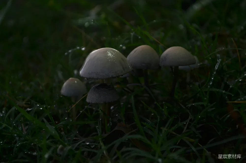 高清摄影 蘑菇聚集在一片黑暗的草地上。