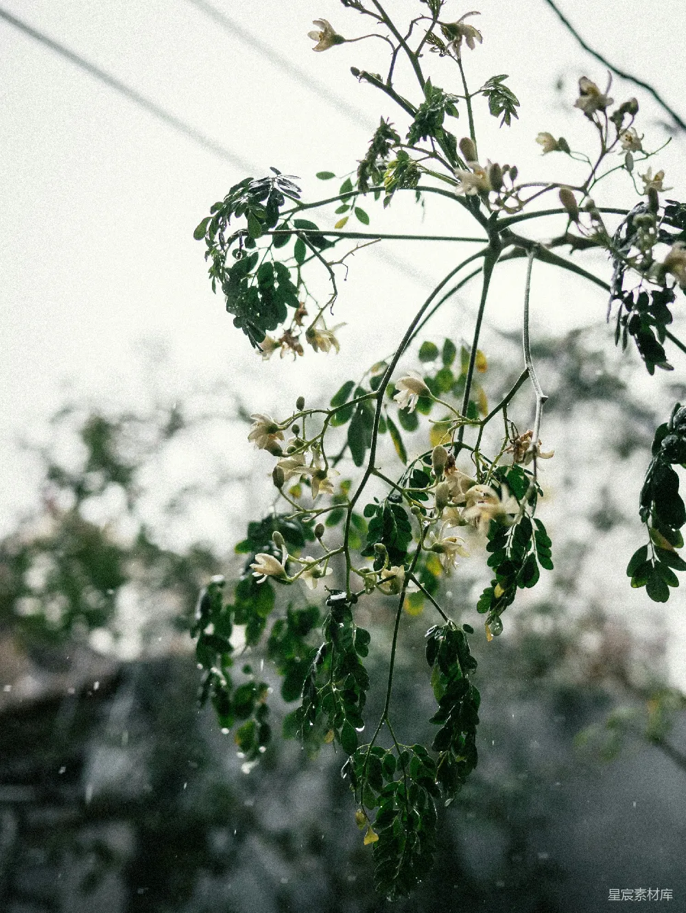 高清摄影 带有白色花朵和绿色叶子的树枝