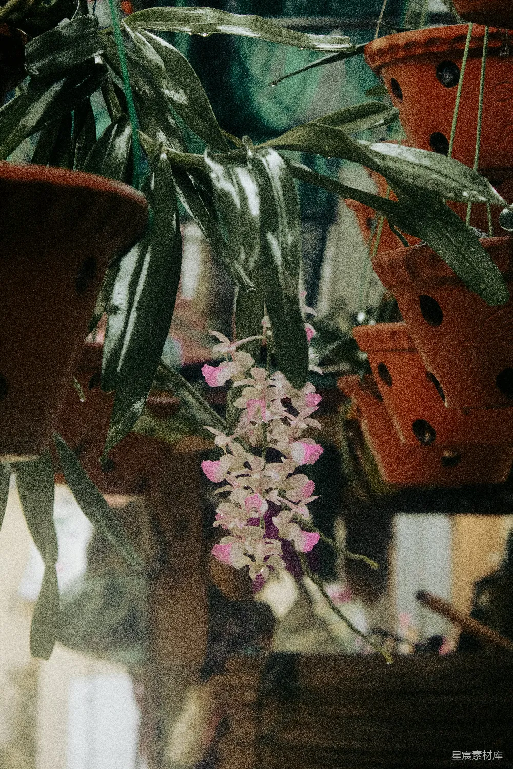 高清摄影 有花的植物