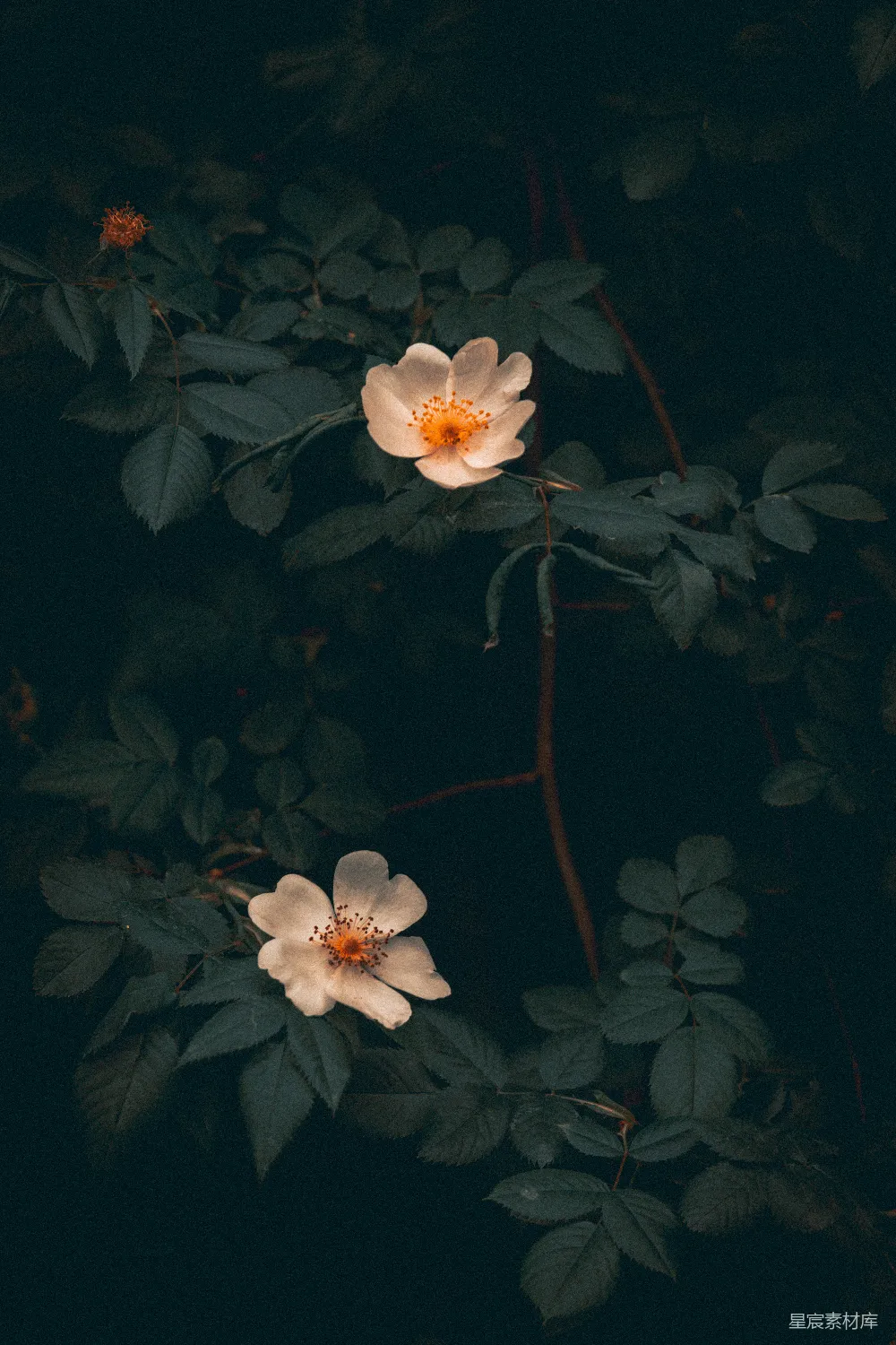 高清摄影 两朵白花