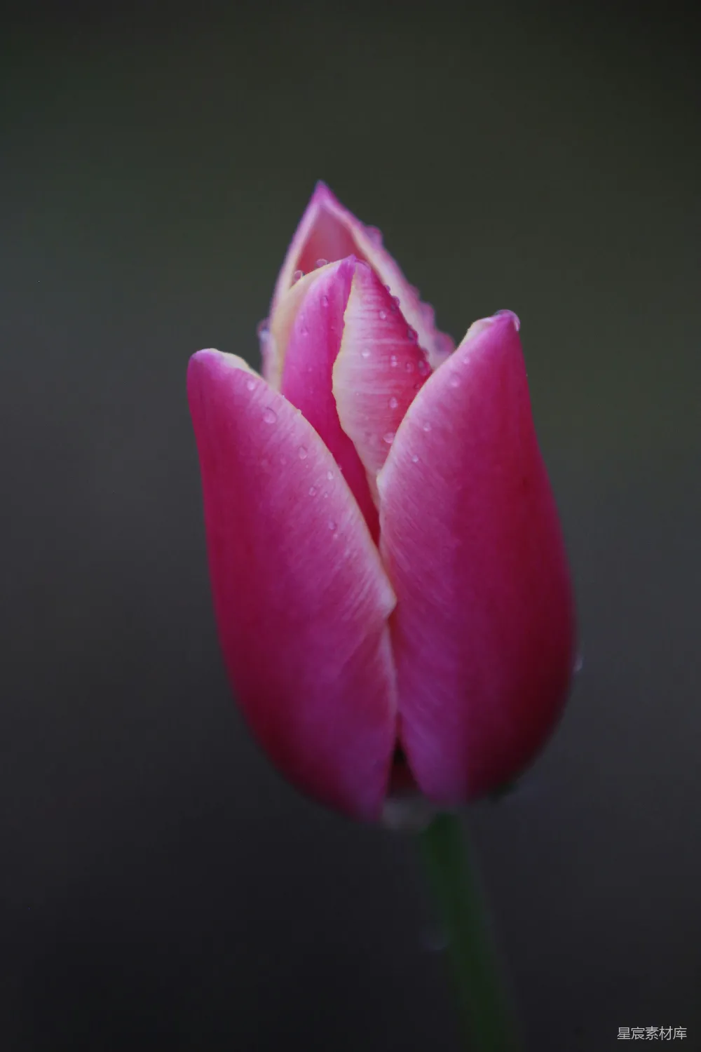 高清摄影 粉红色花瓣的花