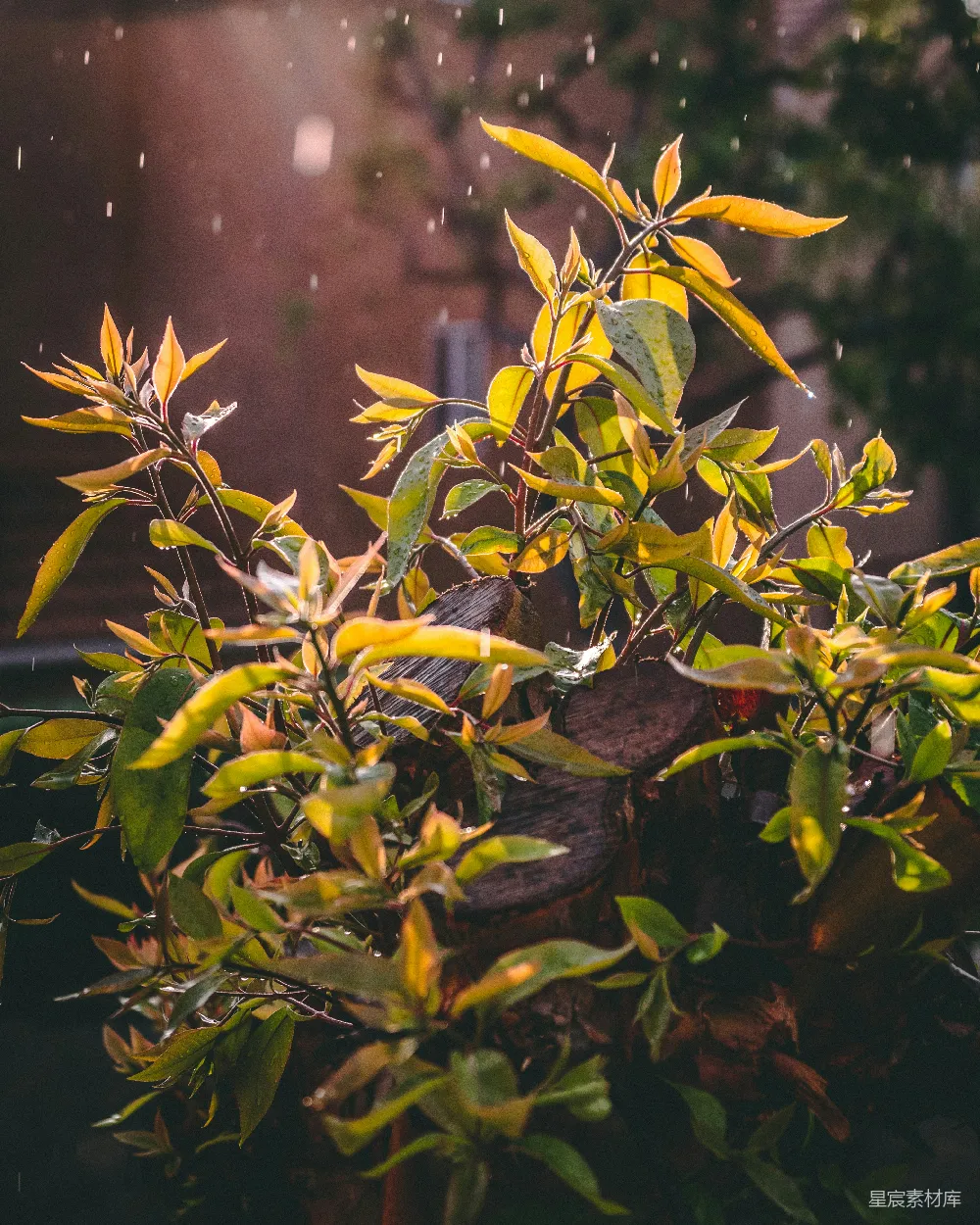 高清摄影 绿色和黄色的叶子植物