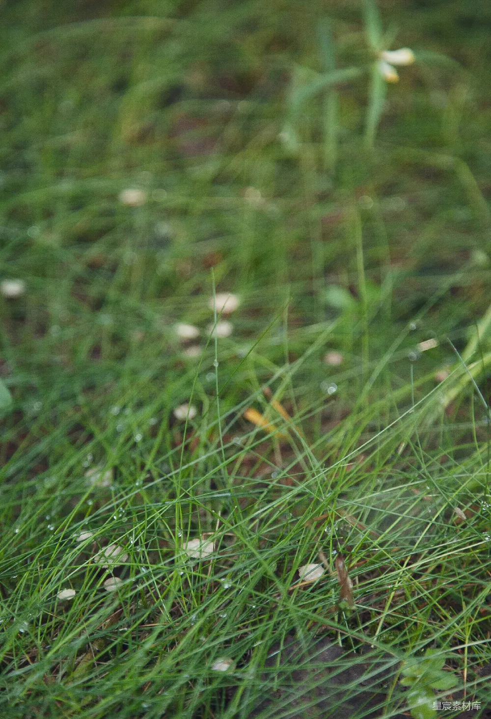 高清摄影 绿草上有水珠