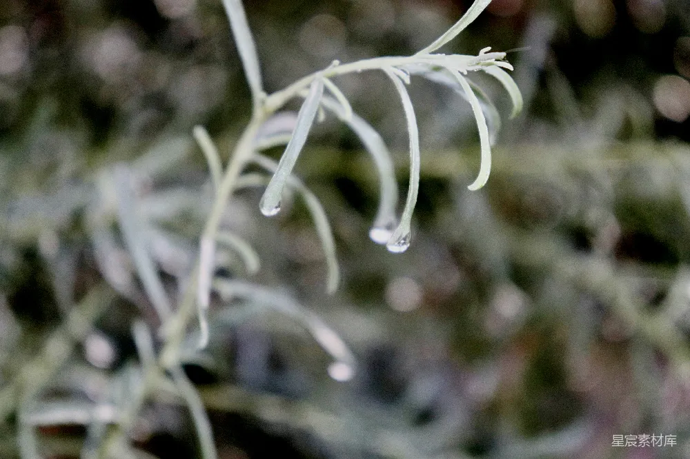 高清摄影 植物的特写镜头，上面有水珠。