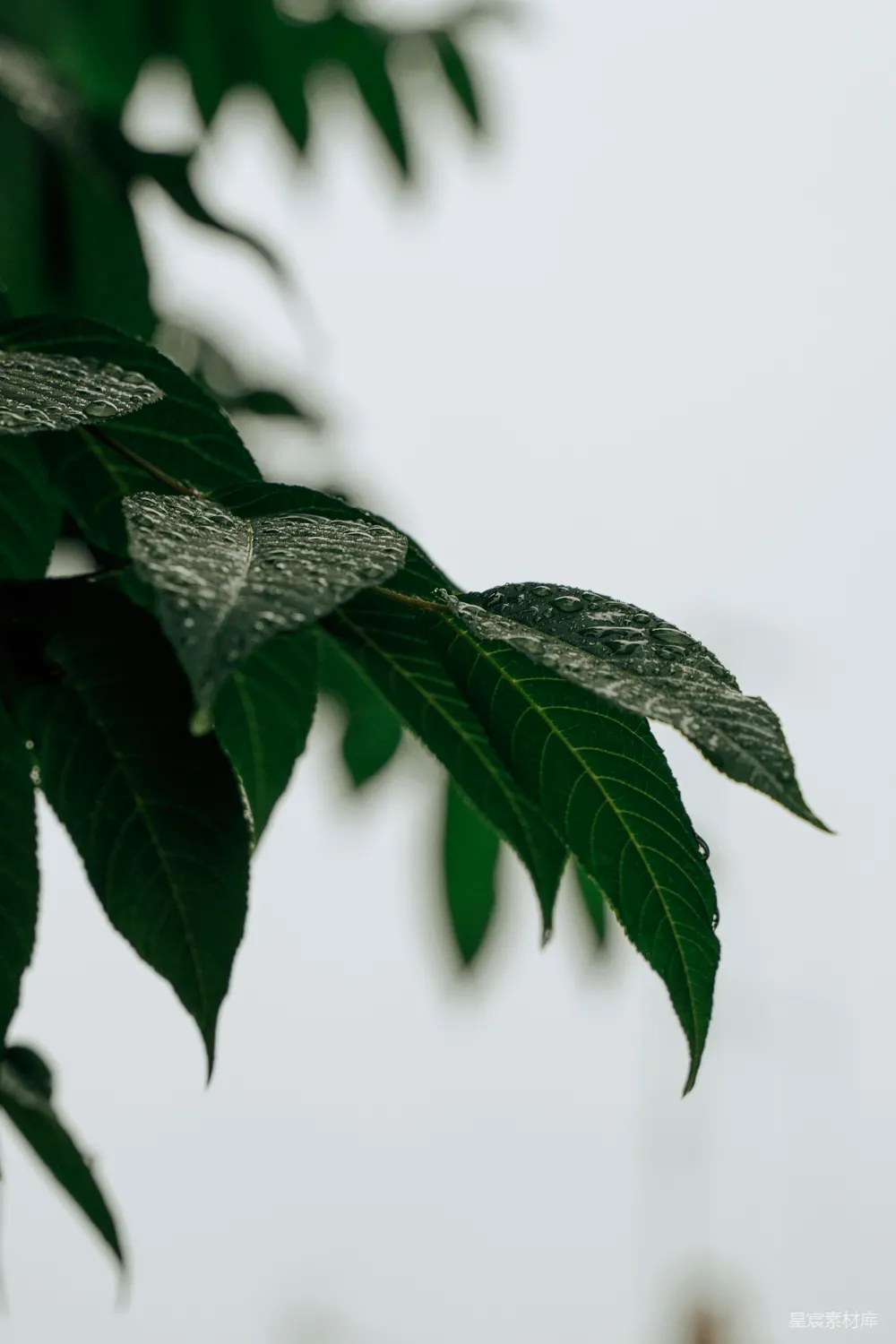 高清摄影 一朵植物的特写镜头