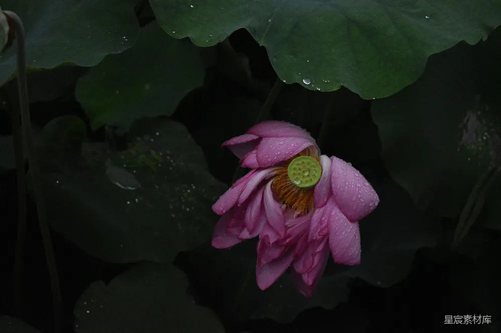高清摄影 粉色的莲花在绿叶中绽放。