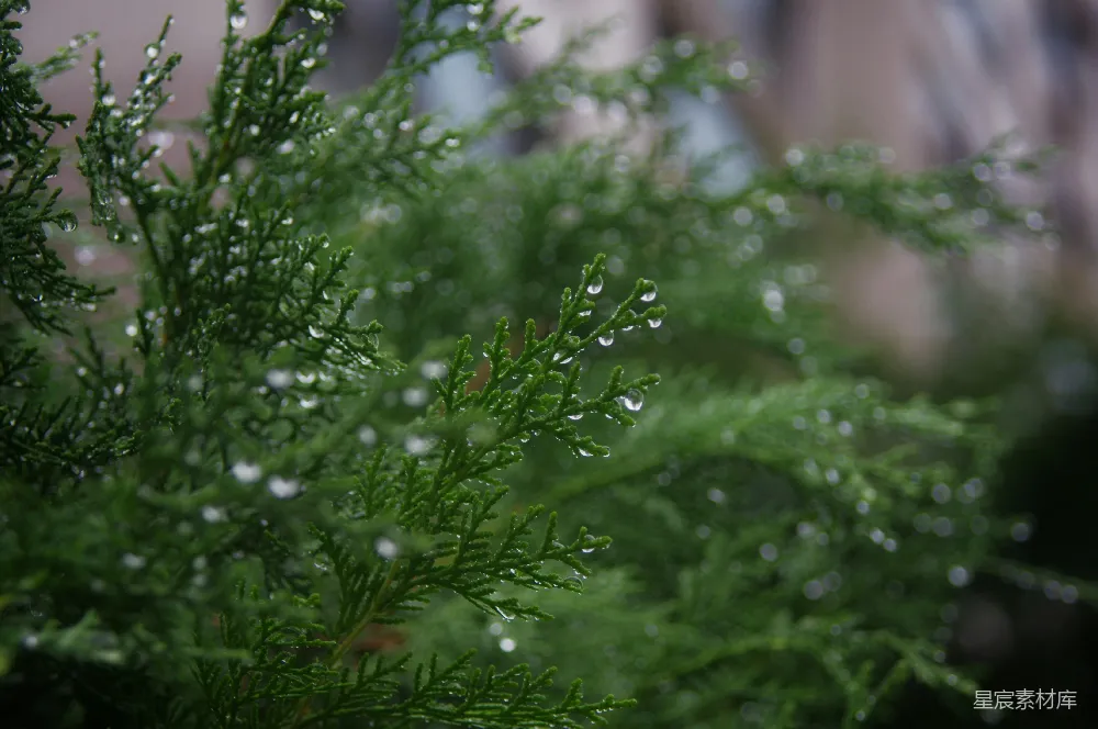 高清摄影 绿色植物的近景摄影