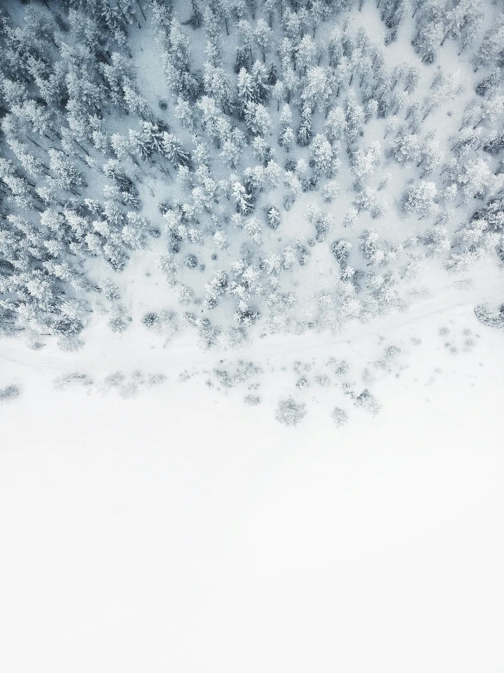 高清摄影 覆盖着白雪的树林照片