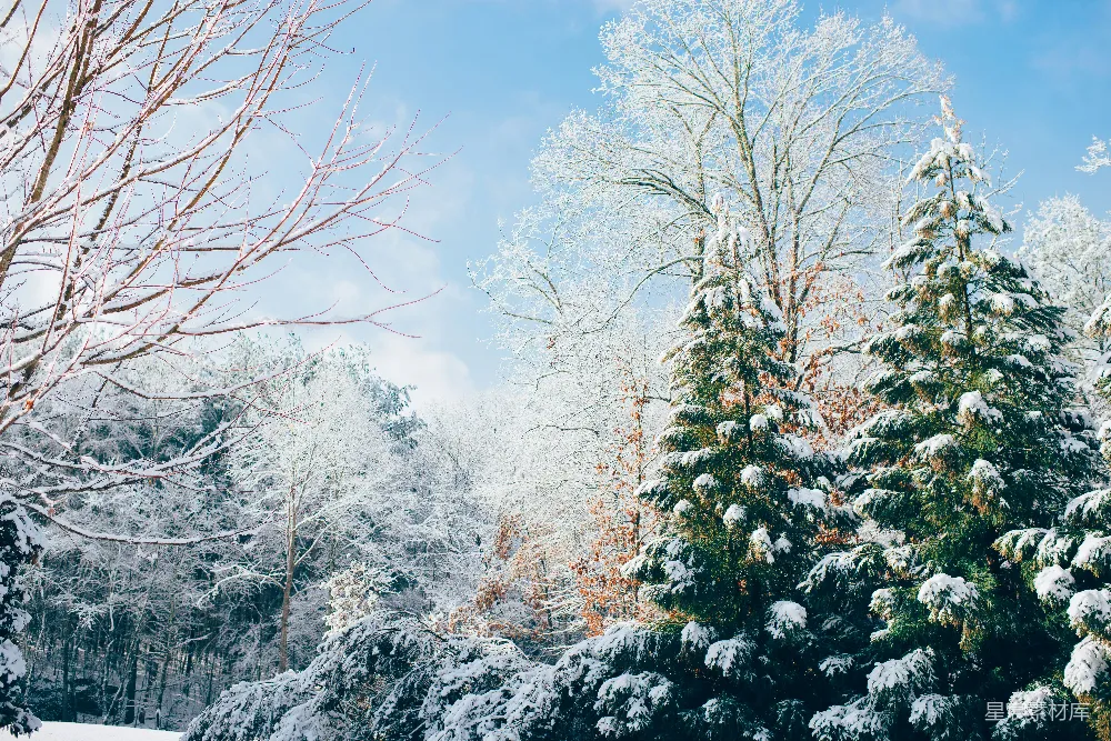 高清摄影 雪季的绿松树