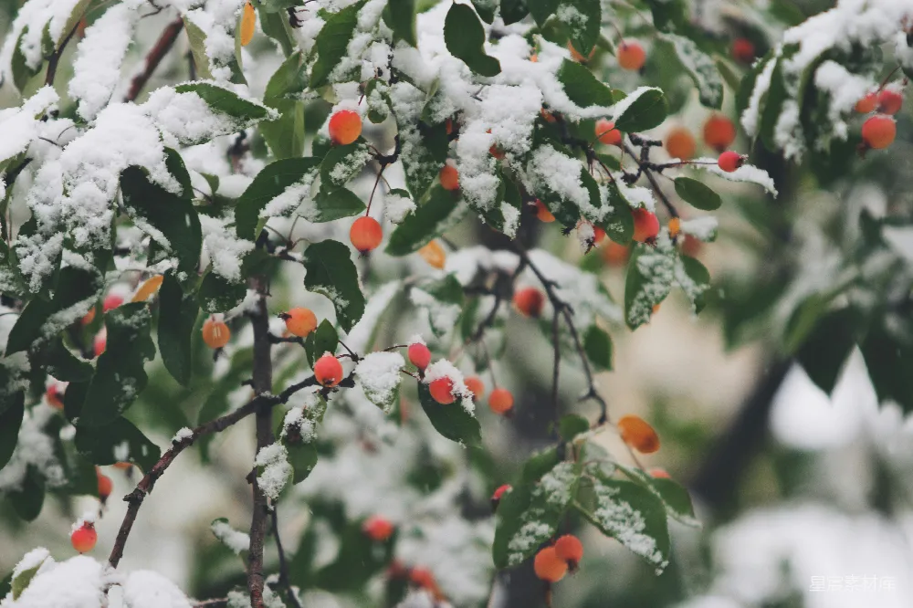 高清摄影 浅聚焦摄影充满雪的树木