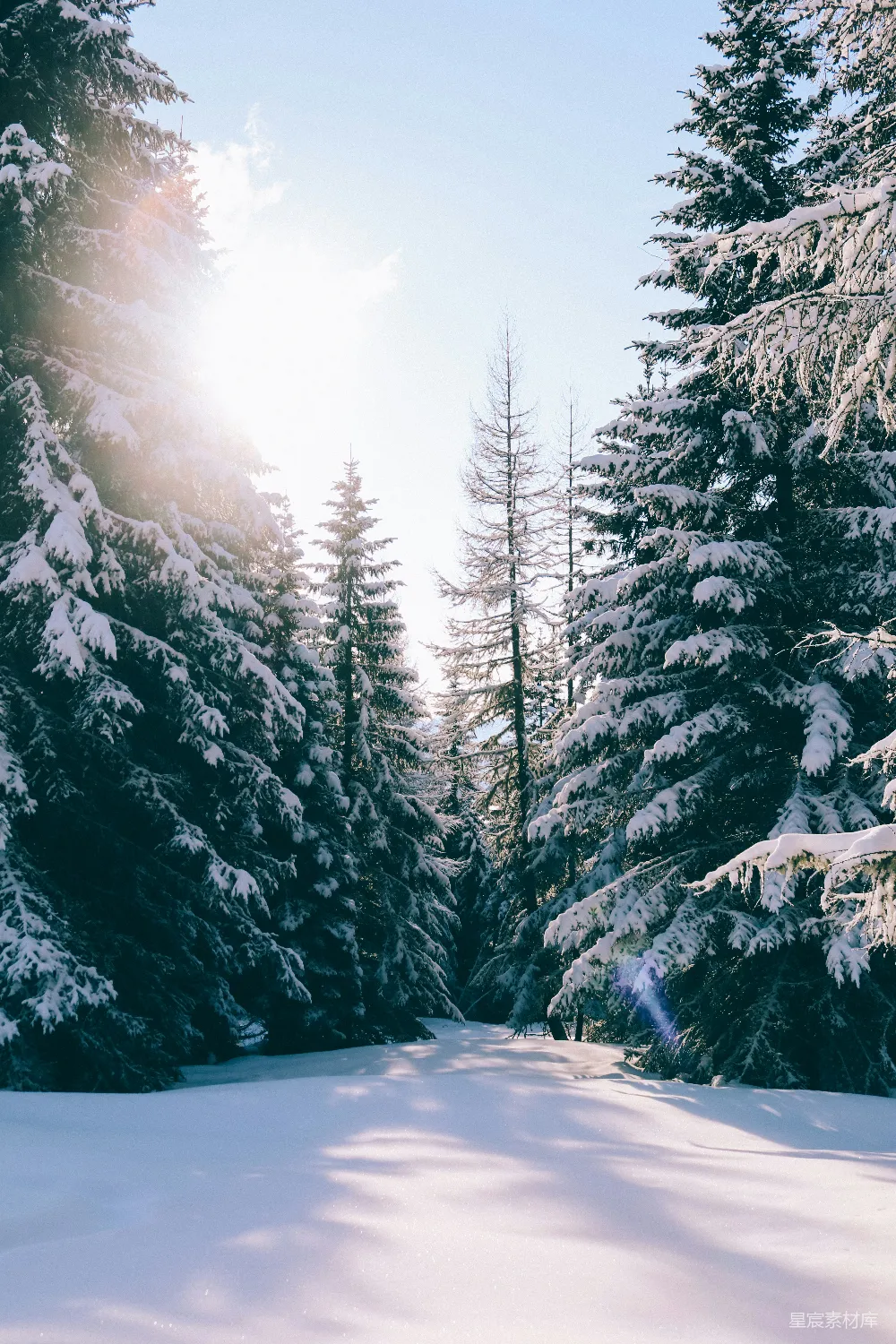 高清摄影 蓝天下的白雪覆盖的松树