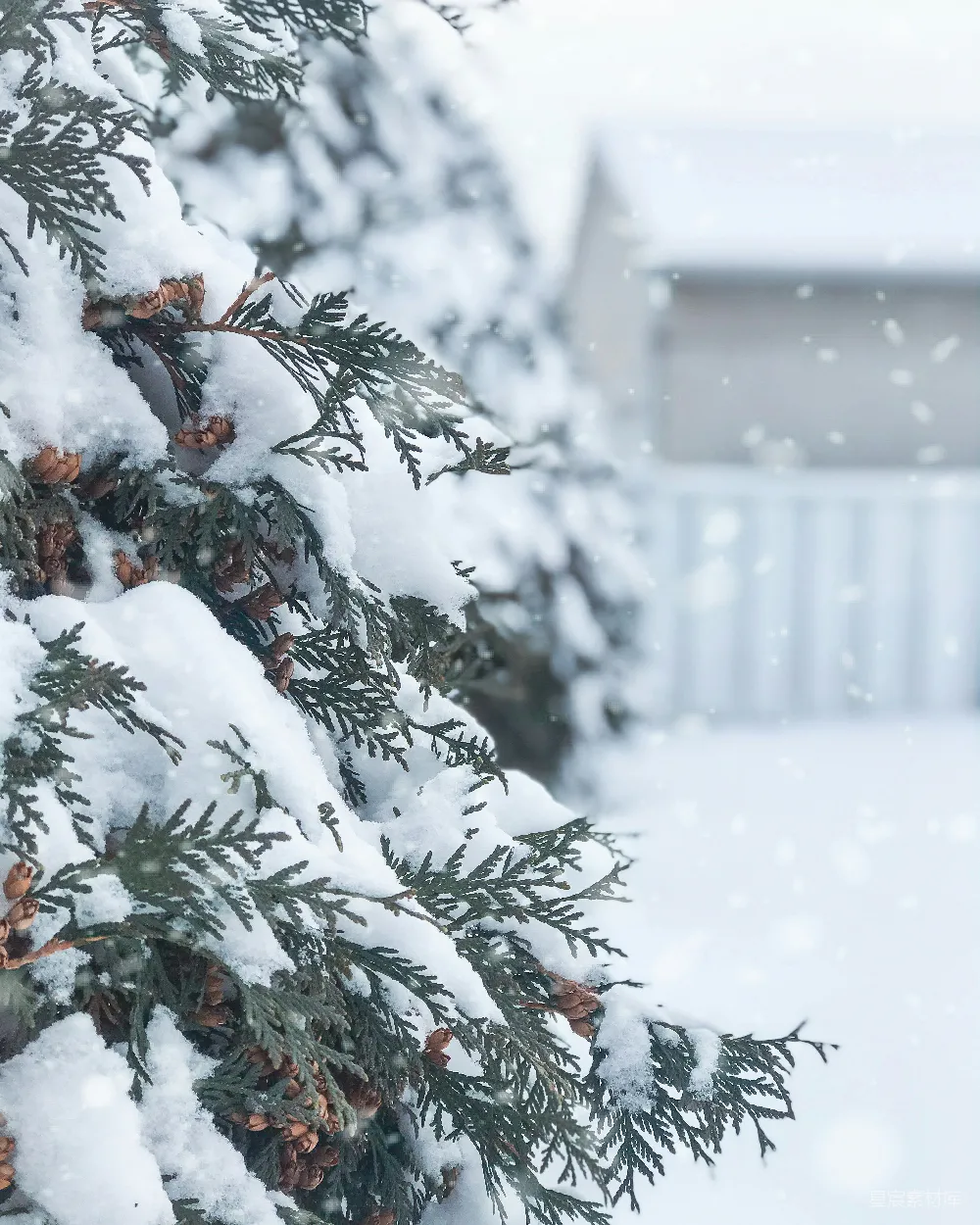 高清摄影 覆盖着白雪的绿树