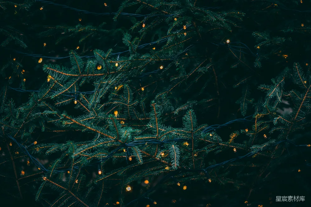 高清摄影 绿树繁星闪烁