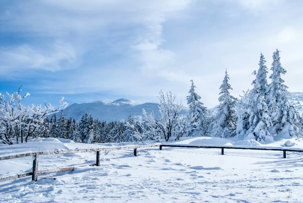 高清摄影 白天覆有白雪的松树