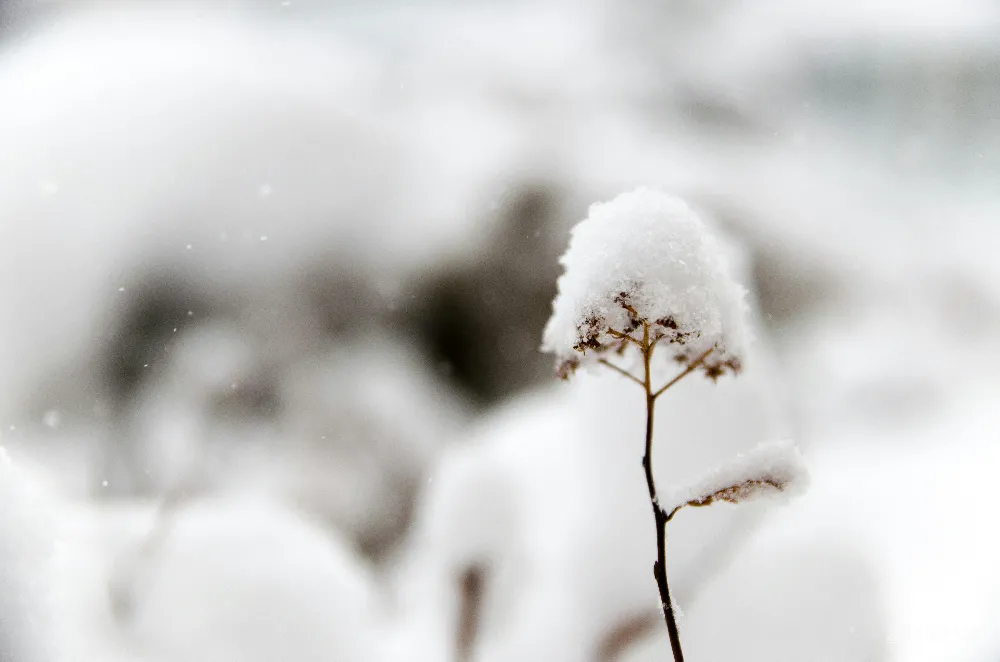 高清摄影 雪花覆盖下的花的特写照片