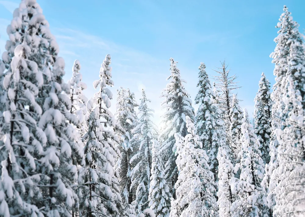 高清摄影 白天树木覆满白雪