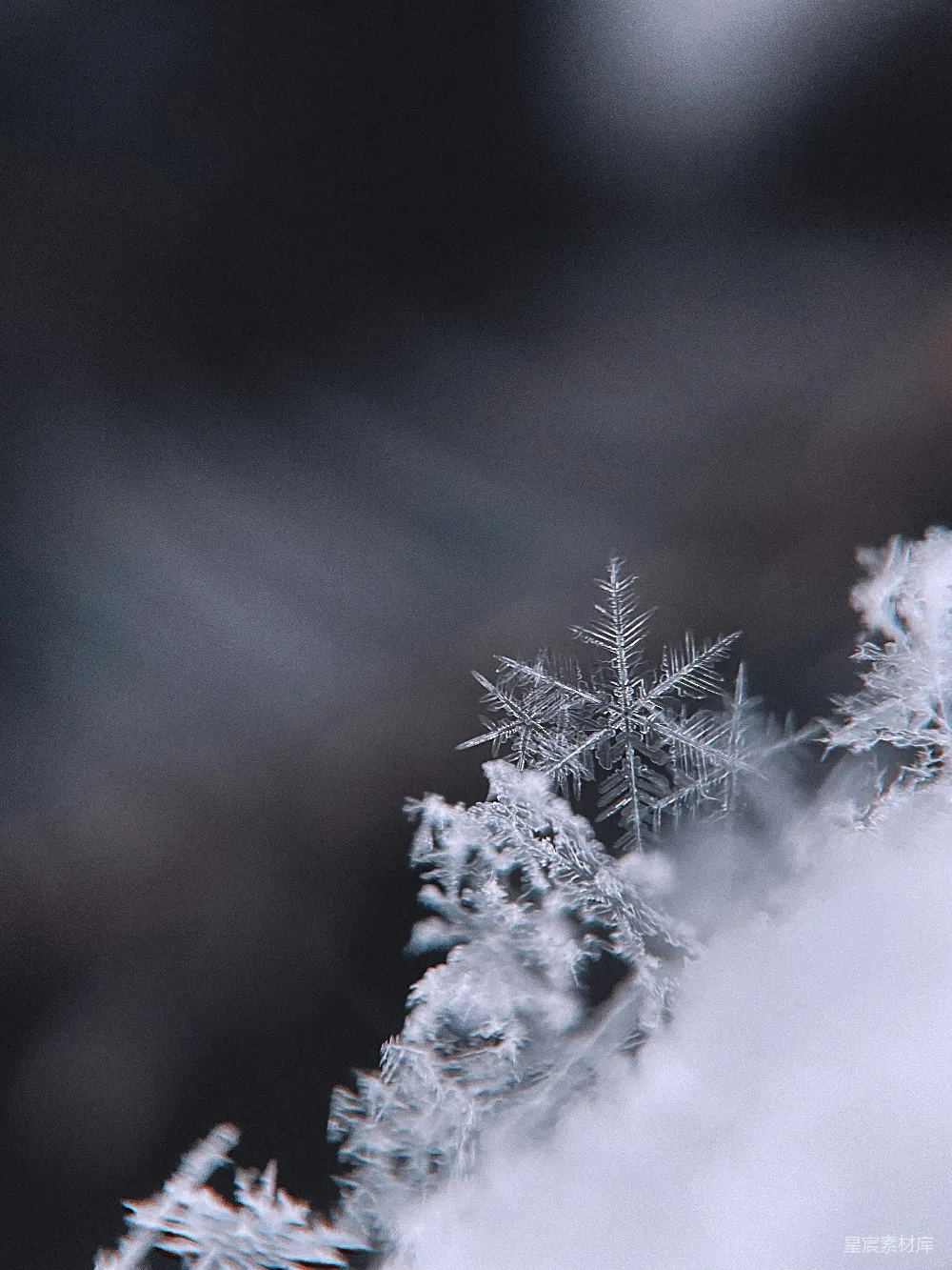 高清摄影 白天覆雪的树木
