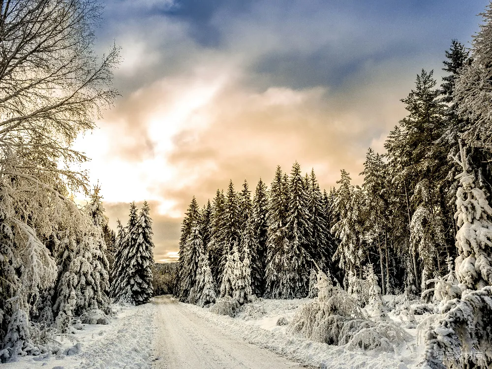 高清摄影 路在树木之间的雪地里被覆盖着