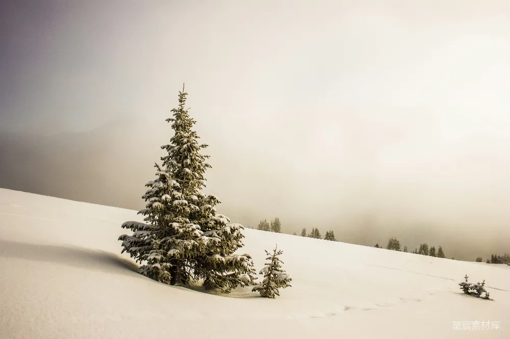 高清摄影 松树环绕着雪原