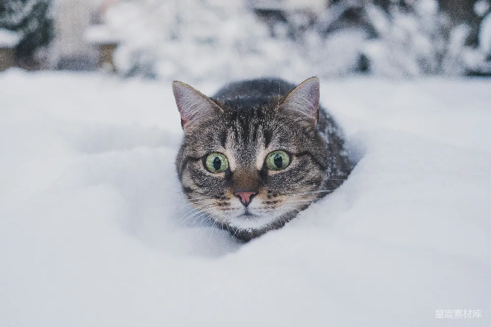 高清摄影 棕色虎斑猫在雪上