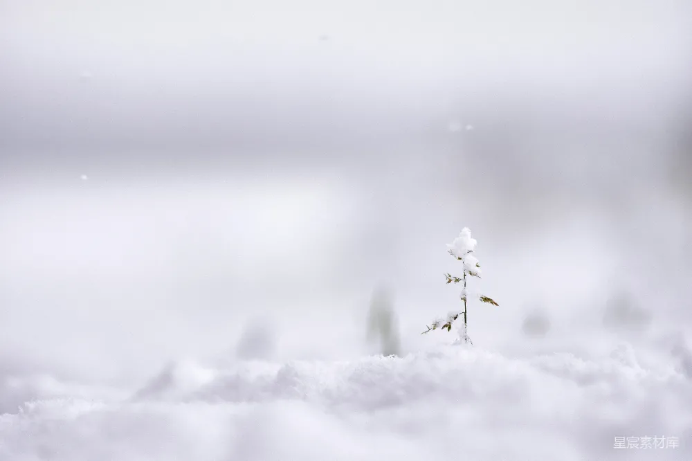 高清摄影 覆盖着白雪的植物选择性聚焦摄影