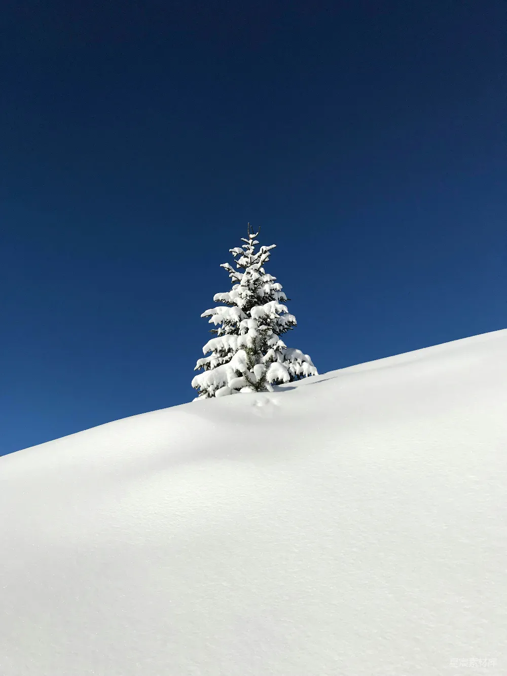 高清摄影 覆盖着雪的树木