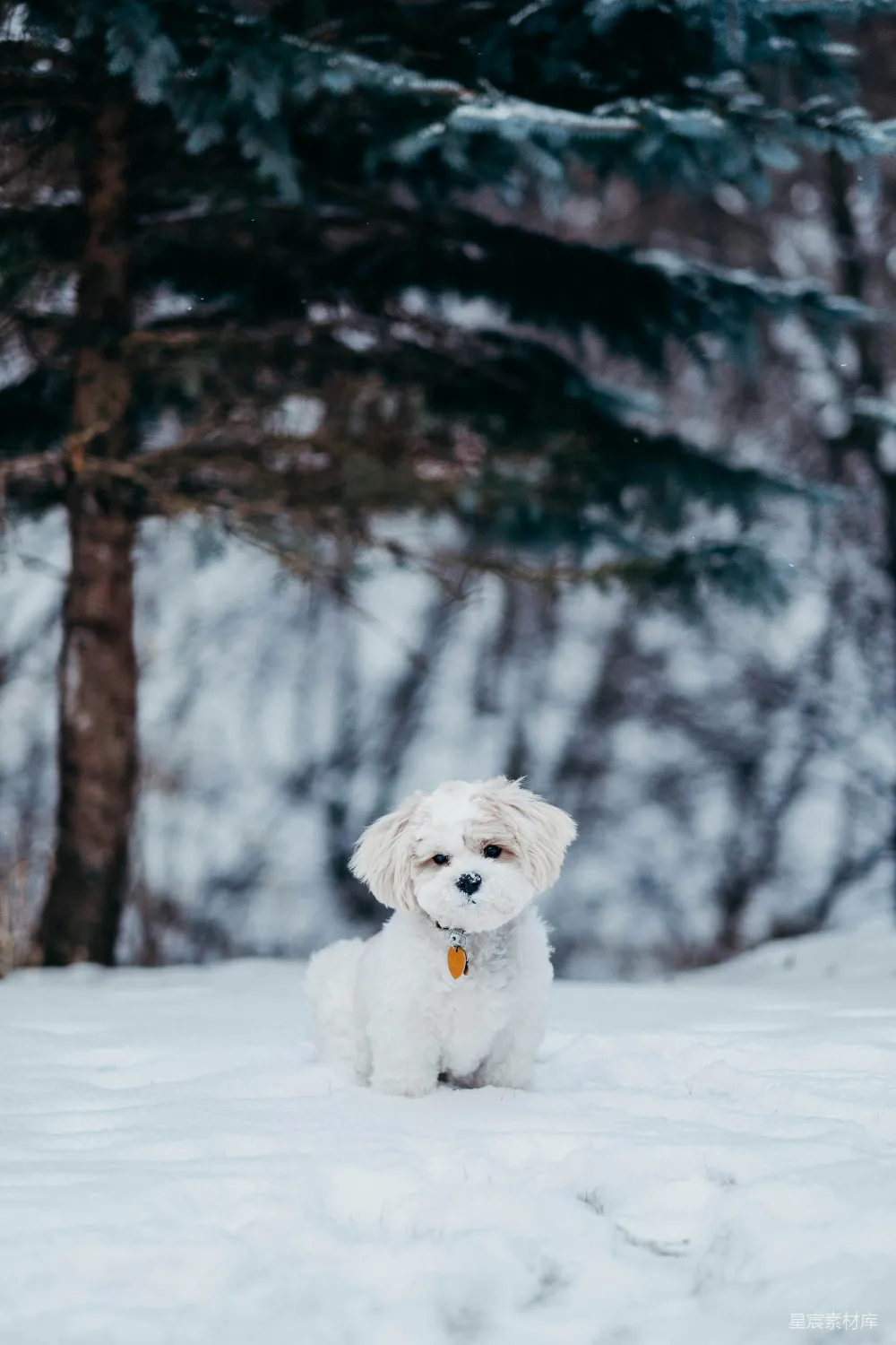 高清摄影 白狗站在雪地上方树旁