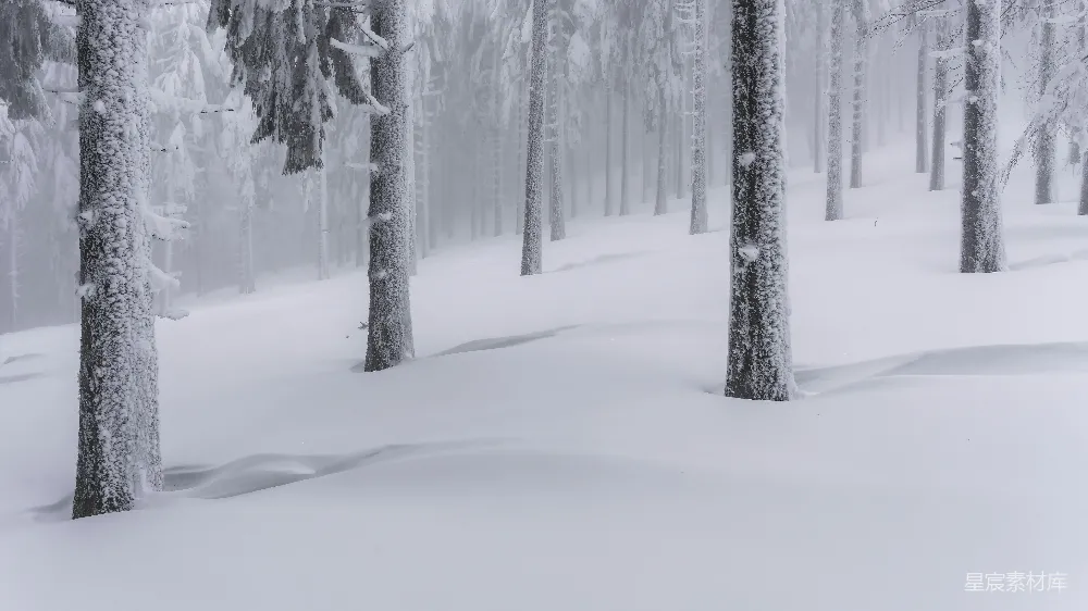 高清摄影 白天树木覆盖着白雪