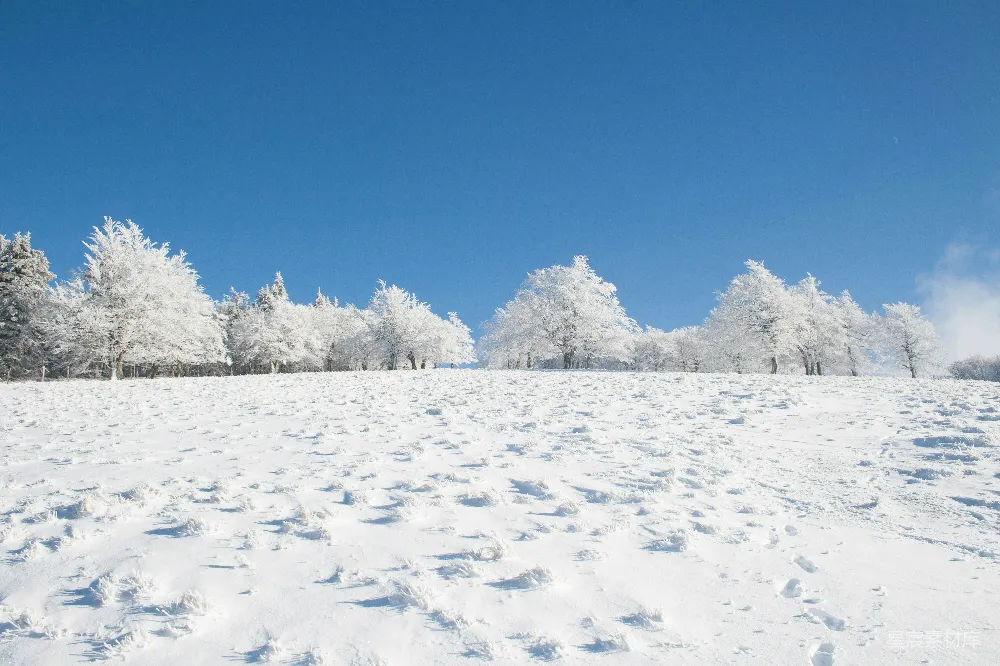 高清摄影 背景中有树的雪覆盖田野