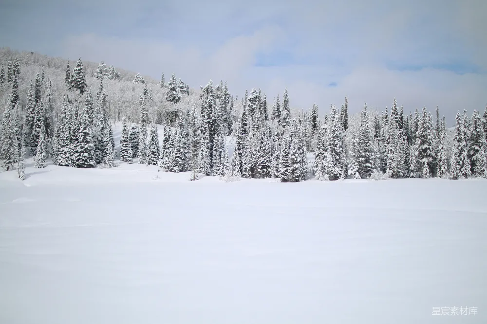 高清摄影 覆盖着白雪的松树