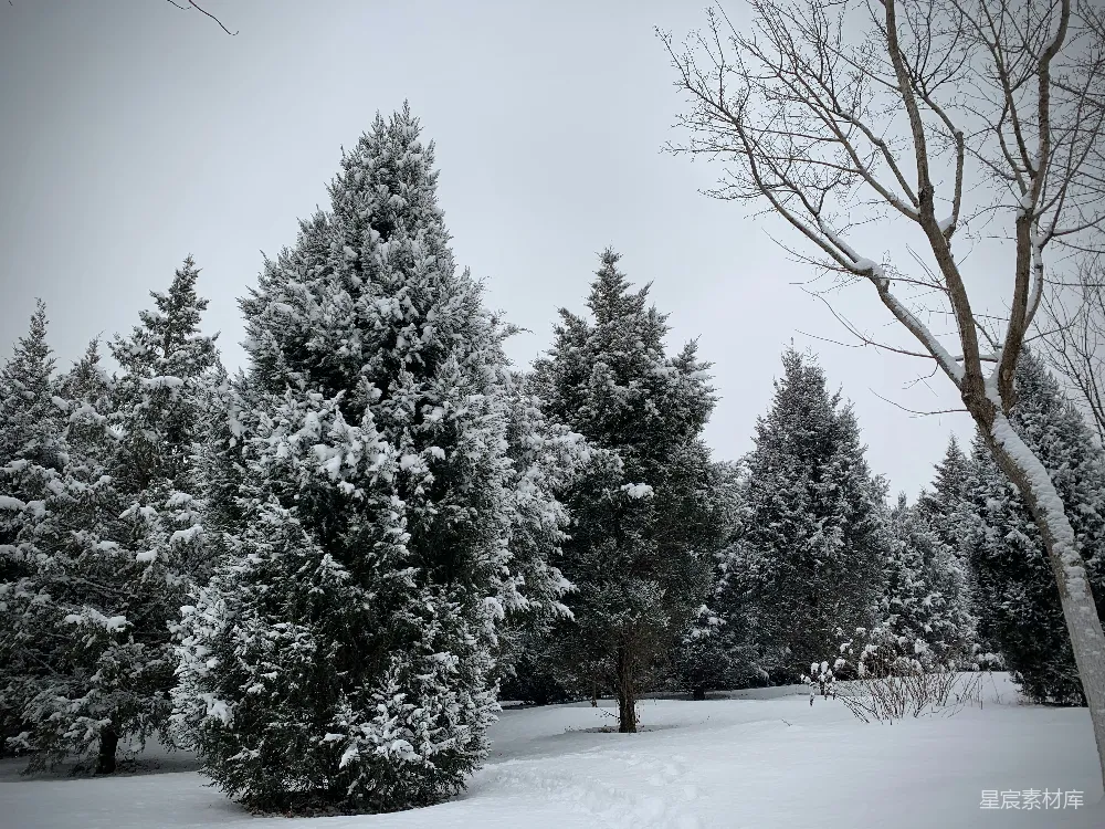 高清摄影 一群覆盖着白雪的树木旁边是一片森林