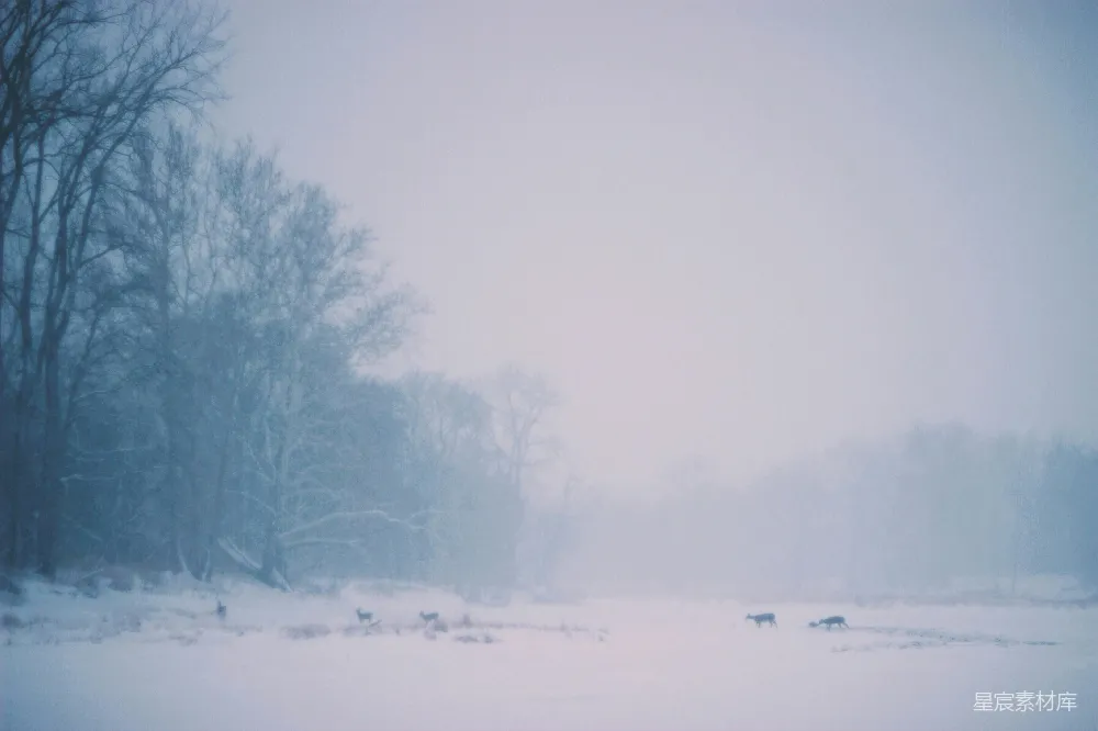 高清摄影 陆地上的动物在覆盖着雪的地上靠近裸树行走