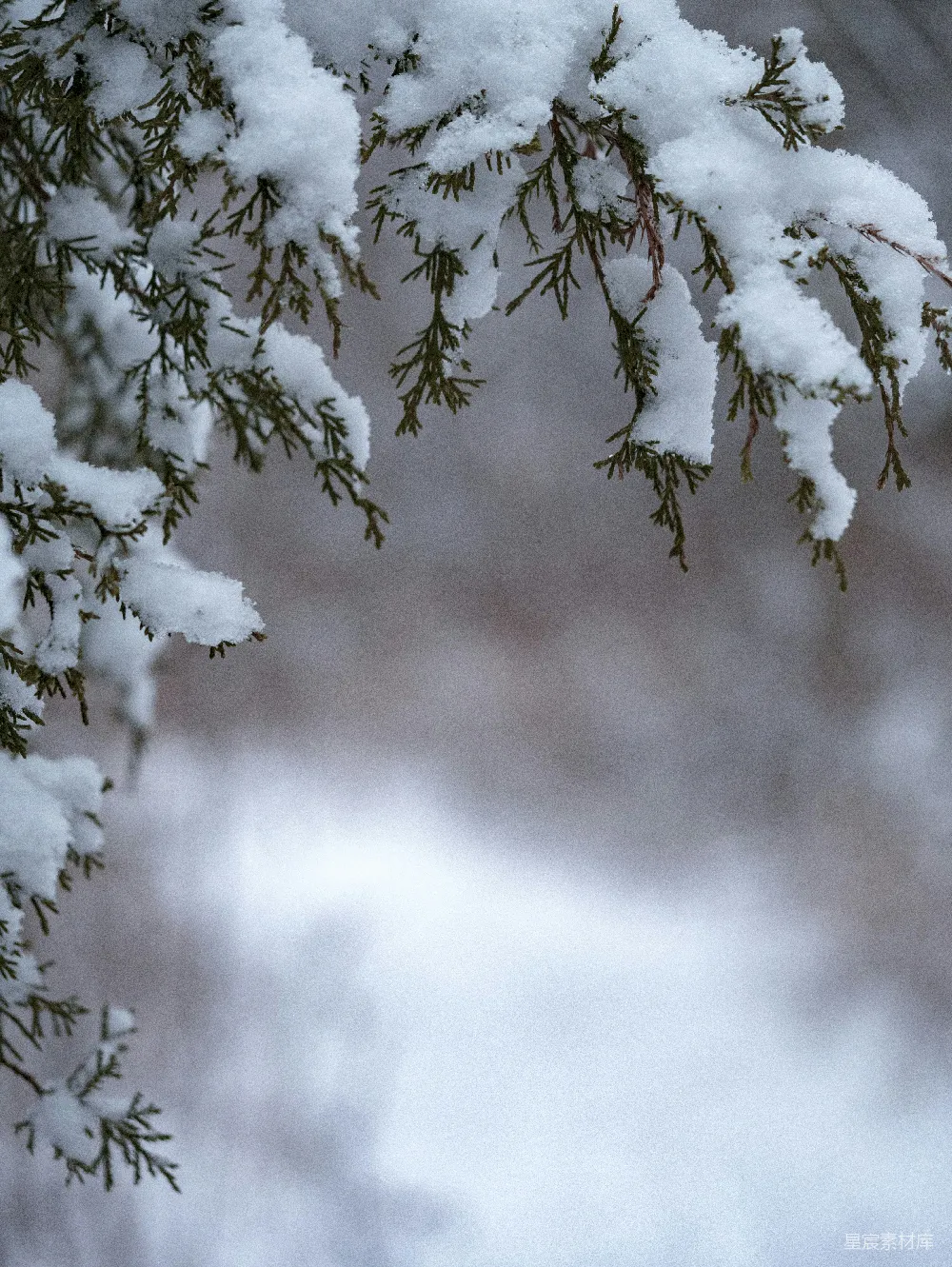 高清摄影 绿树雪景选择性摄影