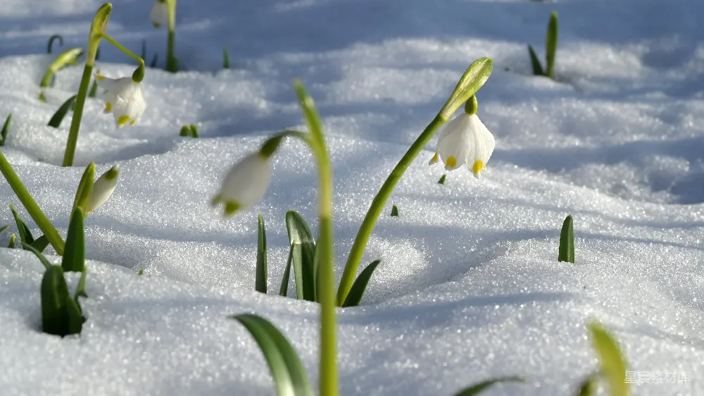高清摄影 雪地上的白花在白天