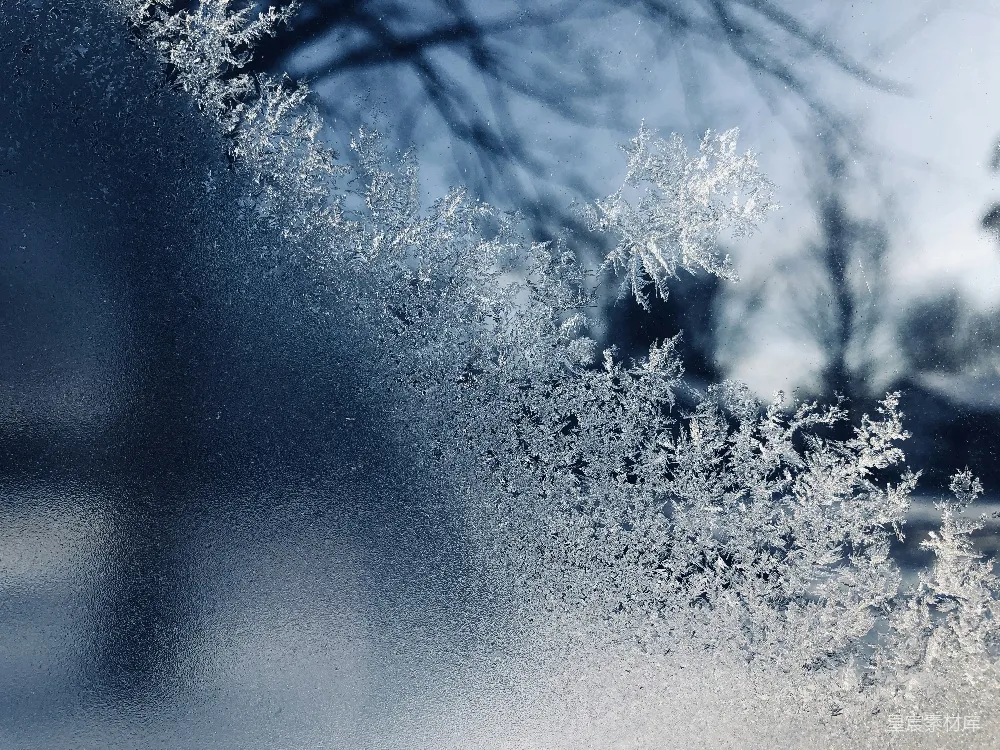 高清摄影 白天树木旁雪的特写照片